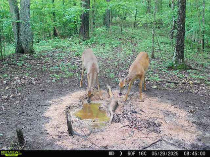 Deer Shine -"stump spirits"