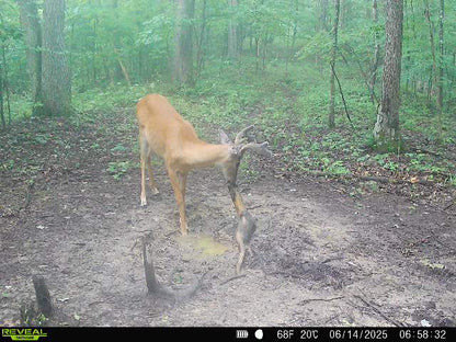 Deer Shine -"stump spirits"