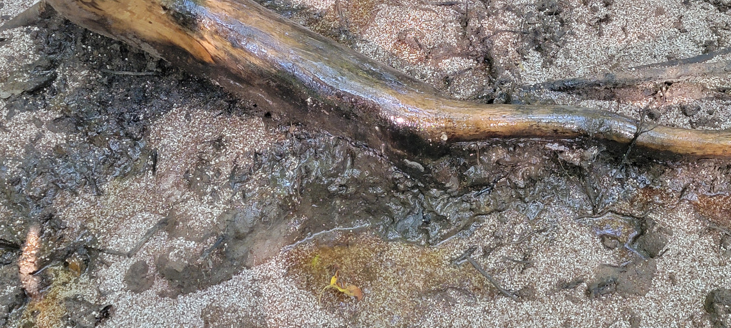 Deer Shine -"stump spirits"